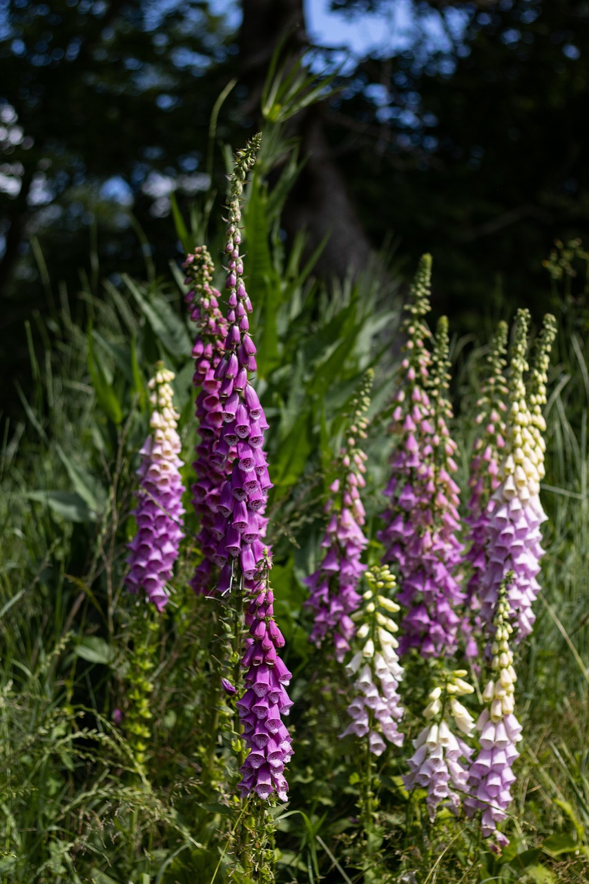 Digitalis purpurea (Vingerhoedskruid) paarse bloemen kleurrijke bloemen, trekt ze volop hommels, bijen en vlinders aan